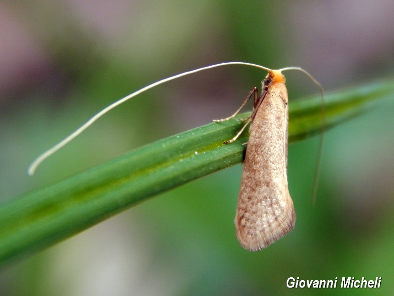 Adelidae da Identificare - Nematopogon sp.